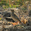 Paddyfield Pipit