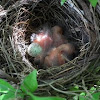 Cardinal nest / newborns