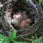 Cardinal nest / newborns