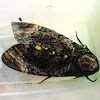 Death's-head Hawkmoth