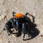 jumping spider