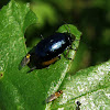 Alder leaf beetle & grass flies