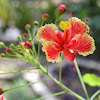 Dwarf Poinciana