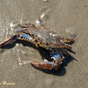 Atlantic blue crab