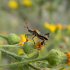 Leaf-footed bug