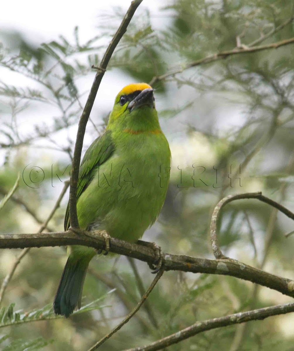 Flame - fronted Barbet