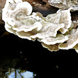 Fungi of the Vassar Preserve
