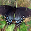 Eastern Swallowtail