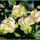 Bougainvillea