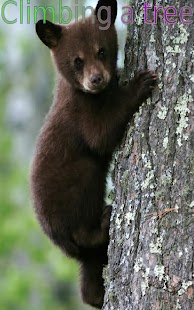 Teddy Bears In Action - náhled