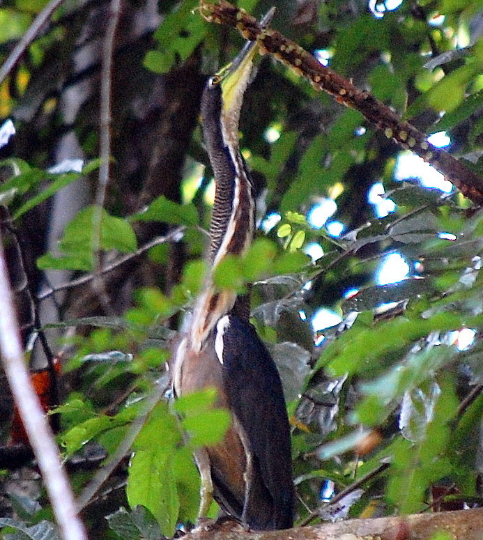 Bare-Throated Tiger Heron, adult
