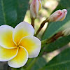 frangipani, bunga kamboja