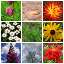 Foto Medley – Plant Photos logo