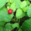 Wild Strawberry