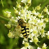 Scaeva selenitica hoverfly