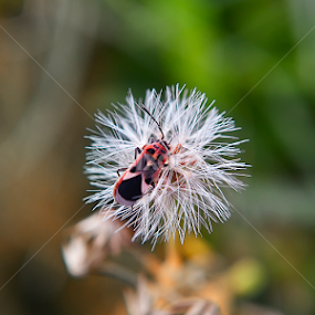 beautiful of nature by Soumyakanti Pal - Nature Up Close Other plants