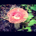 Bare-toothed russula