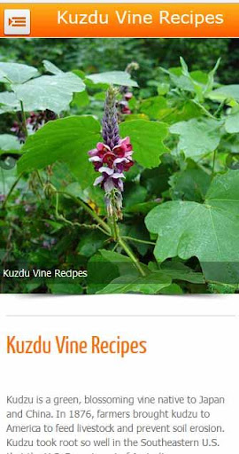 Kudzu Vine Recipes