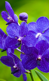 How to mod Orchids HD Live Wallpaper 1.0 apk for bluestacks