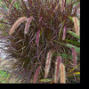 Purple fountain grass
