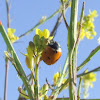 seven-spotted ladybug,Joaninha