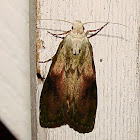 Bee Moth
