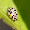 Twenty-spotted Lady Beetle