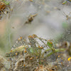 Lynx spider (with babies)