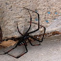 Black Widow Spider