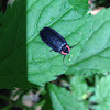 diurnal firefly