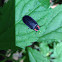 diurnal firefly