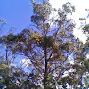 Australian Gum tree