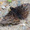 Juvenal's Duskywing butterfly