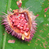 Achiote