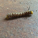Pink-striped Oakworm Moth (caterpillar)