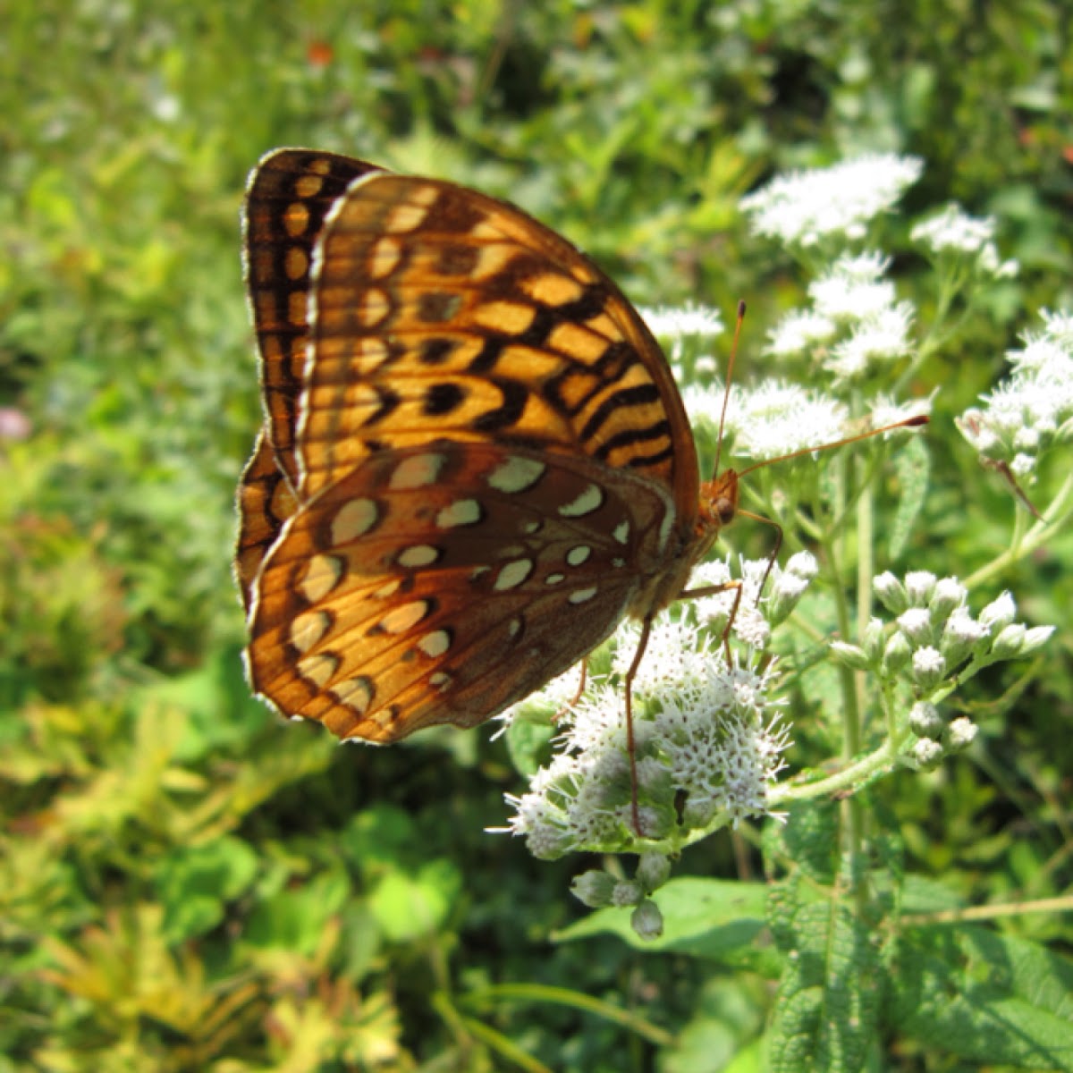 Great spangled fritillary