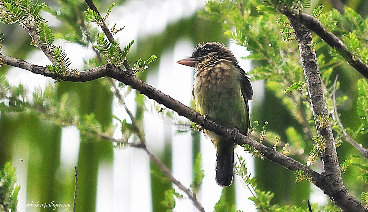 The White-cheeked Barbet or Small Green Barbet