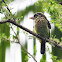 The White-cheeked Barbet or Small Green Barbet