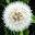 Dandelion Wallpapers for S3 Download on Windows