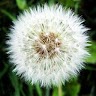 Dandelion Wallpapers for S3 Application icon