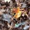 Marbled Orbweaver Spider