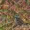 Song Sparrow