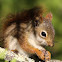 Red Squirrel