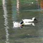 Mallard Ducks (Domestic)