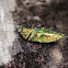 Jewel beetle