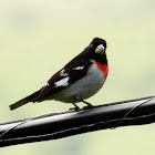 Rose-breasted Grosbeak