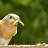 Eastern Bluebird