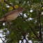 Great Reed Warbler