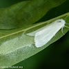 Fall webworm moth (female laying eggs)