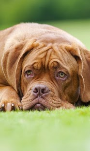 How to mod Animals Wallpapers lastet apk for pc